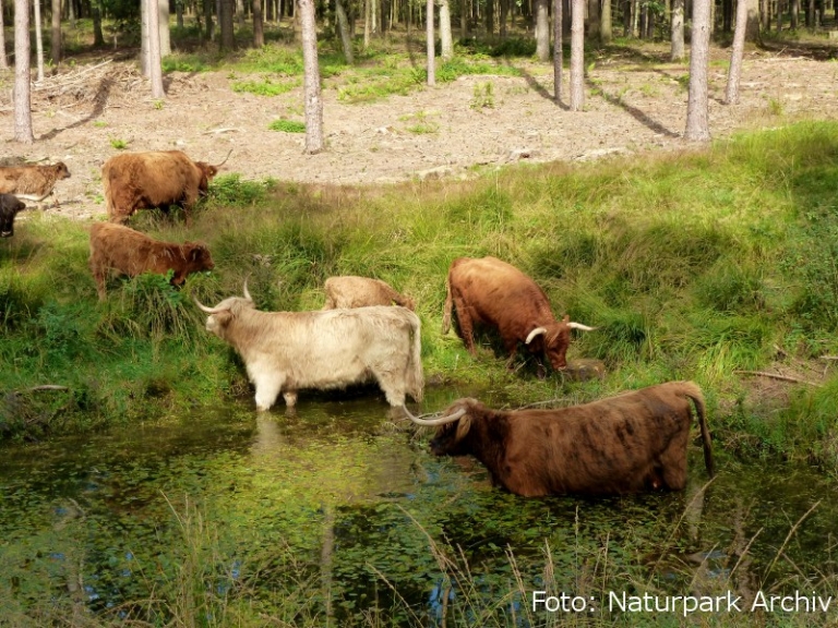 Naturschutzgroßprojekt Senne und Teutoburger Wald Naturschutzgroßprojekt Senne und Teutoburger Wald