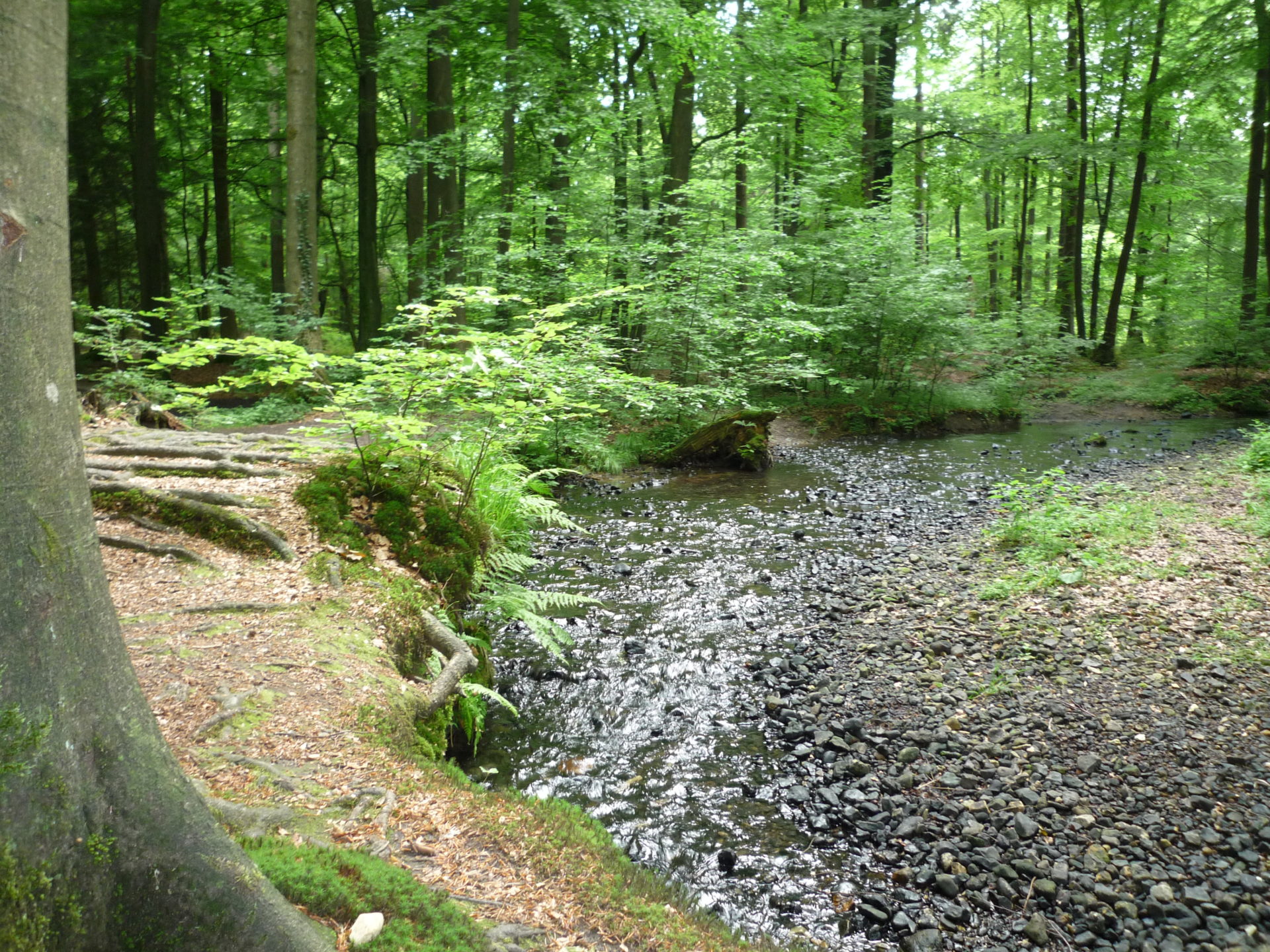 Silberbachtal mit grünen Bäumen im Hintergrund.