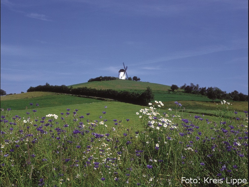 Windmühle Bavenhausen mit Blumen im Vordergrund