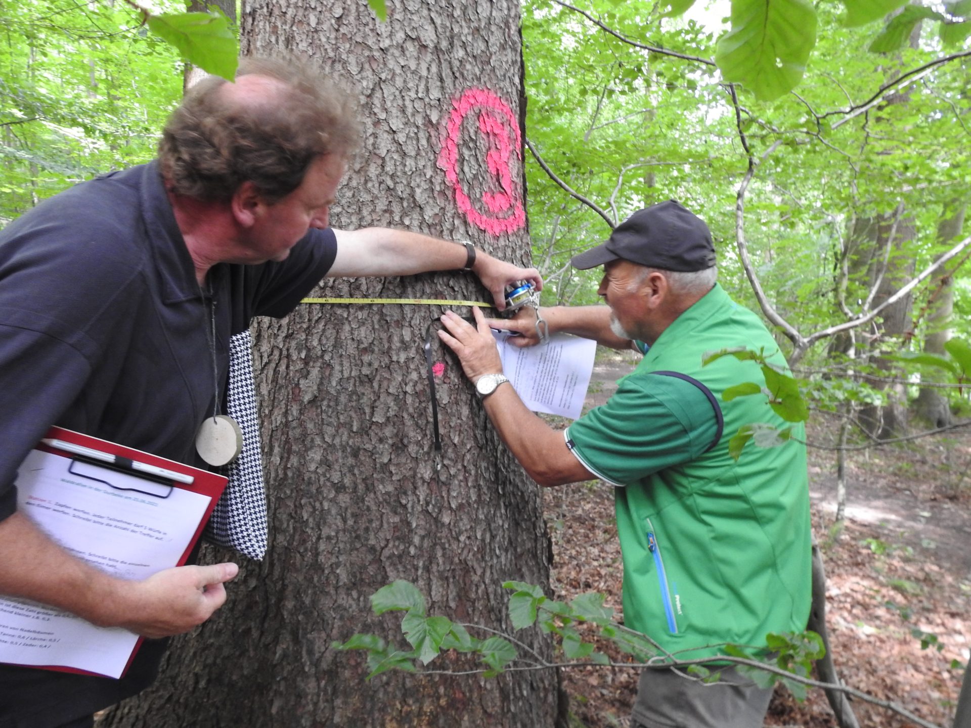 Zwei Zwei Männer in Outdoorkleidung messen den Baumumpfang einer Buche im Wald